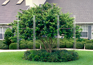 Picture of Ligustrum japonicum 