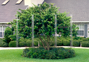 Picture of Ligustrum japonicum 