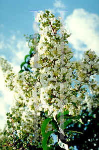 Picture of Lagerstroemia x 'Natchez'