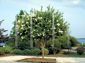 Picture of Ligustrum japonicum 