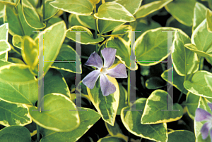 Picture of Vinca major 'Variegata'