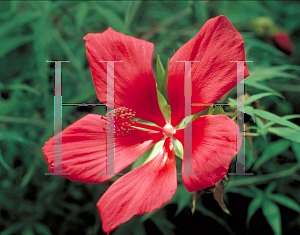 Picture of Hibiscus coccineus 