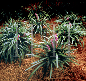 Picture of Liriope muscari 'Royal Purple'