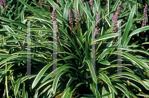 Picture of Liriope muscari 'John Burch'