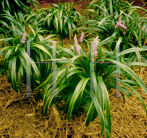 Picture of Liriope muscari 'Gold Band'