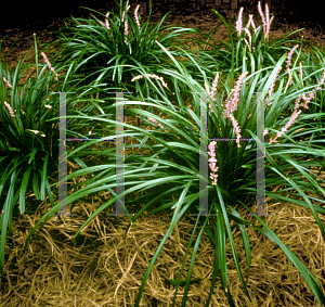 Picture of Liriope muscari 