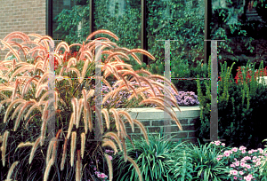 Picture of Pennisetum setaceum 'Rubrum'