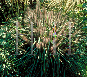 Picture of Pennisetum alopecuroides 'Moudry'