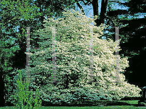 Picture of Cornus florida 'Spring Grove'