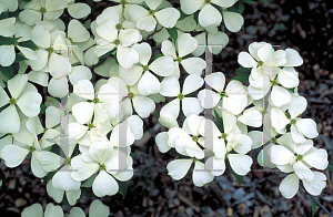 Picture of Cornus kousa X C. florida 'Rutlan(Ruth Ellen)'