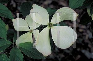 Picture of Cornus kousa X C. florida 'Rutcan(Constellation)'