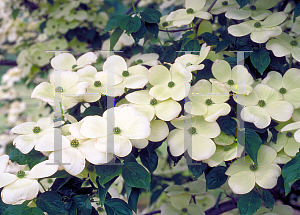 Picture of Cornus kousa X C. florida 'Rutdan(Celestial)'