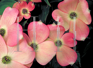 Picture of Cornus kousa X C. florida 'Rutgan(Stellar Pink)'