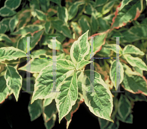 Picture of Cornus florida 'Cherokee Daybreak'