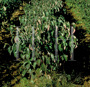 Picture of Cornus florida f. rubra 'Cherokee Brave'