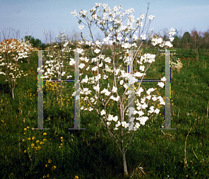 Picture of Cornus florida 'Cloud 9'