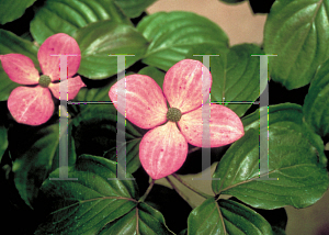 Picture of Cornus kousa 'Miss Satomi'