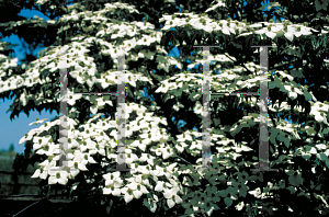 Picture of Cornus kousa 'National'