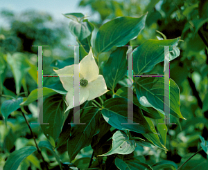 Picture of Cornus kousa 'Milky Way'