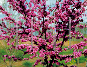 Picture of Cercis reniformis 'Oklahoma'