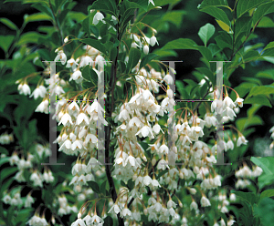 Picture of Styrax japonicum 