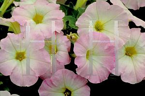 Picture of Petunia x hybrida 'Fantasy Pink Morn'