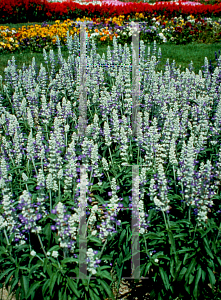 Picture of Salvia farinacea 'Strata'