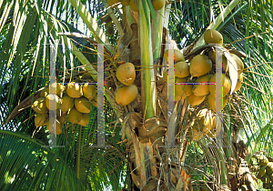 Picture of Cocos nucifera 