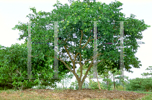 Picture of Bulnesia arborea 