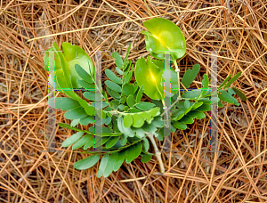 Picture of Bulnesia arborea 