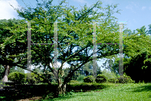 Picture of Calliandra haematocephala 