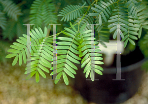 Picture of Calliandra haematocephala 