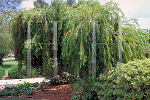 Picture of Callistemon viminalis 