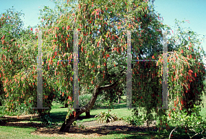 Picture of Callistemon viminalis 