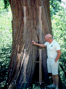 Picture of Calocedrus decurrens 