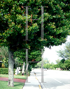 Picture of Calophyllum inophyllum 