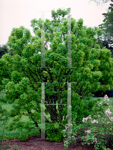 Picture of Caragana arborescens 