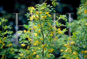 Picture of Caragana arborescens 