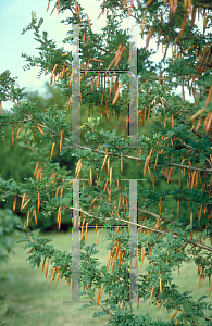 Picture of Caragana arborescens 