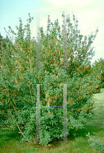 Picture of Caragana arborescens 