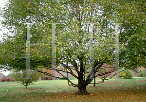 Picture of Carpinus betulus 