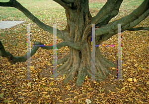 Picture of Carpinus betulus 