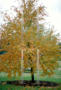 Picture of Carpinus betulus 