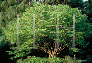 Picture of Carpinus caroliniana var. virginiana 