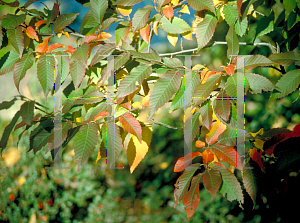 Picture of Carpinus caroliniana 