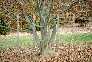 Picture of Carpinus caroliniana 