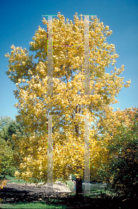 Picture of Carya cordiformis 