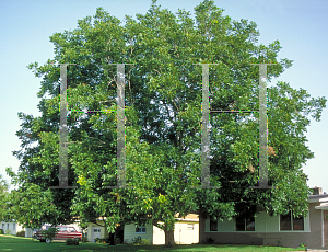 Picture of Carya illinoinensis 
