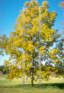 Picture of Carya illinoinensis 