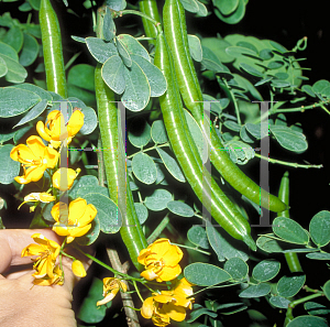 Picture of Senna bicapsularis 